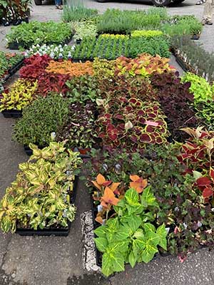 Annual Fall Plant Sale scheduled