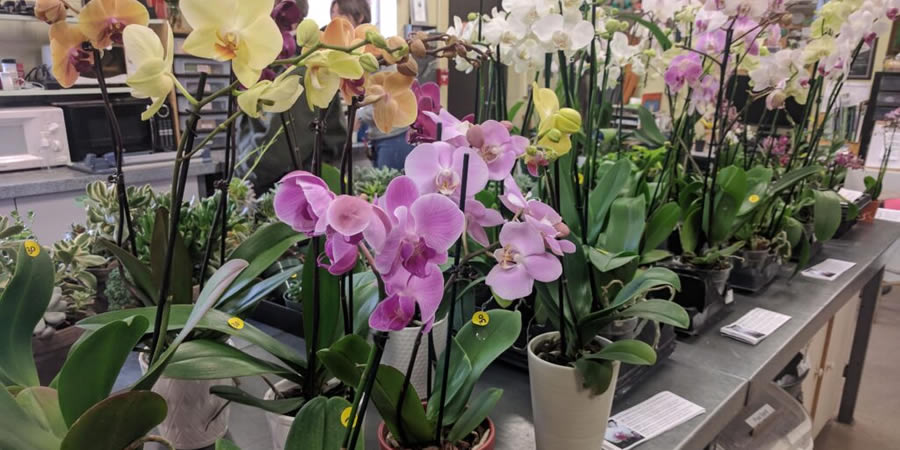 Botanical Gardens to hold annual Orchid Sale