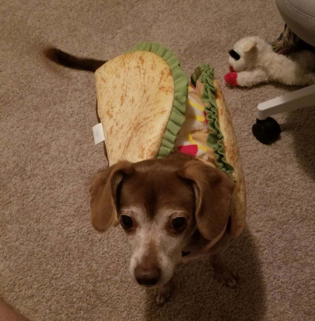 Dog dressed as a taco.