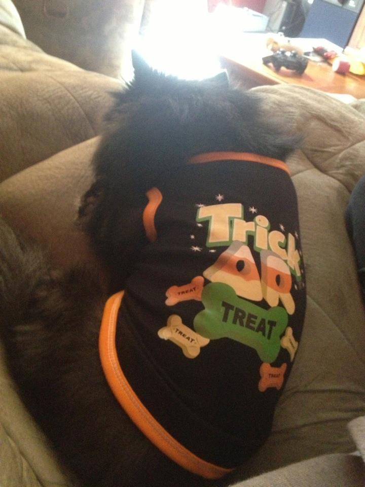 Pet dressed in a trick or treat shirt.