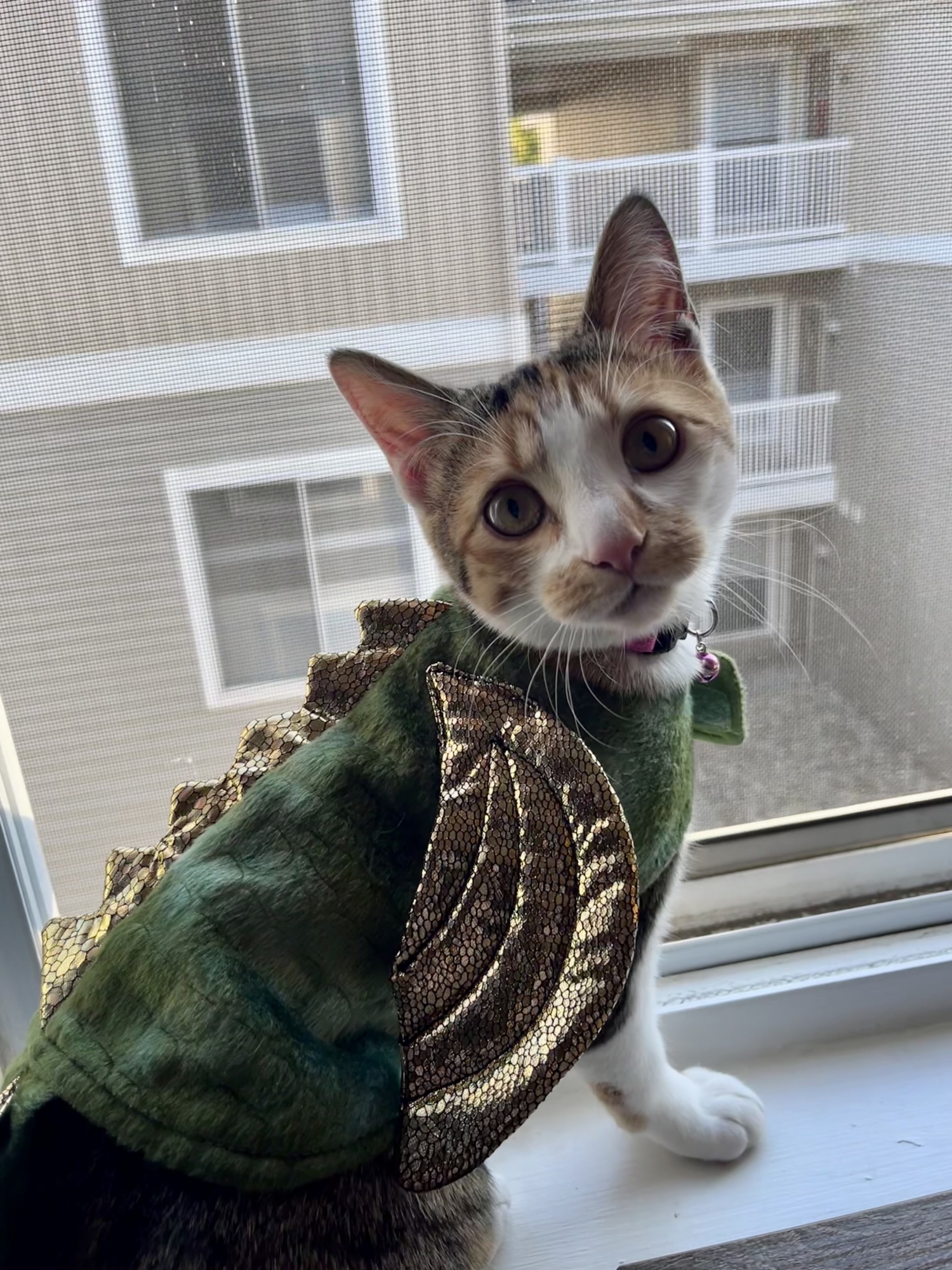 Cat dressed as a dragon.