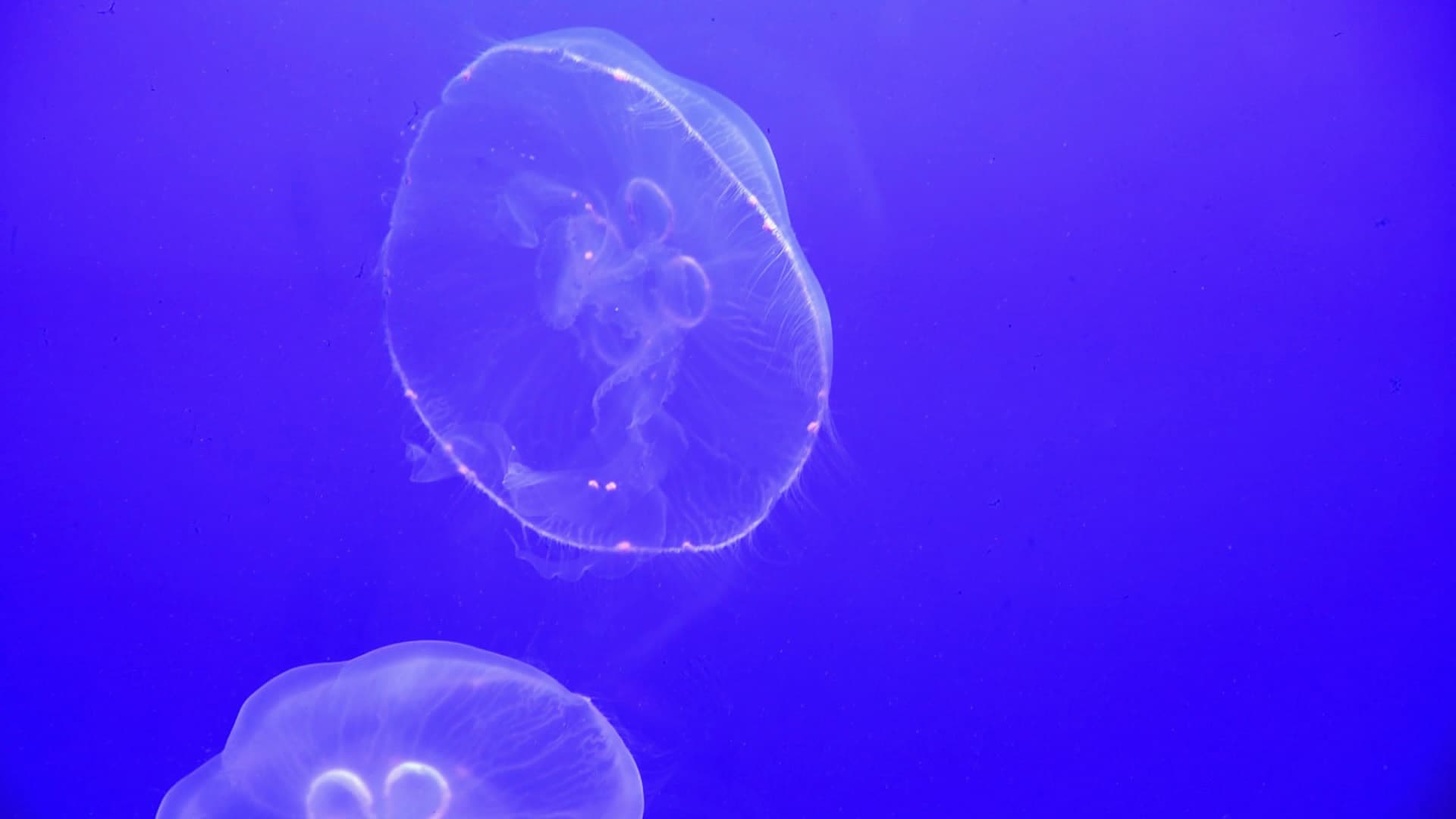 The Reitzel Lab studies Cnidarians, like these jellyfish found at Discovery Place, and sea anemones