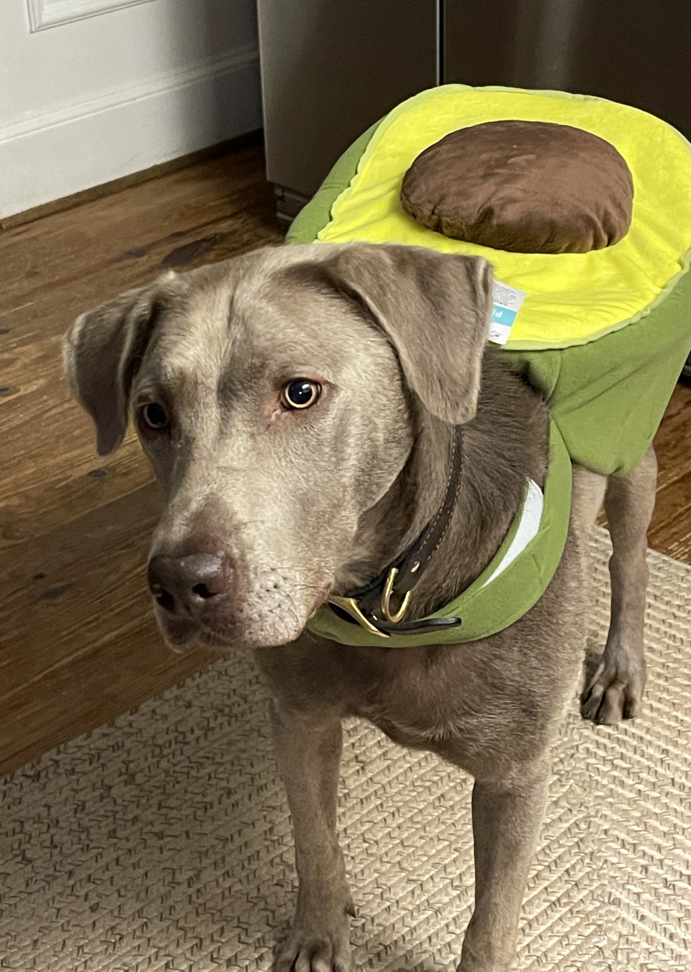 Dog dressed as an avocado.
