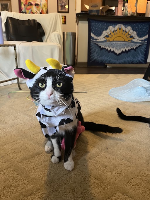 Cat dressed as a cow