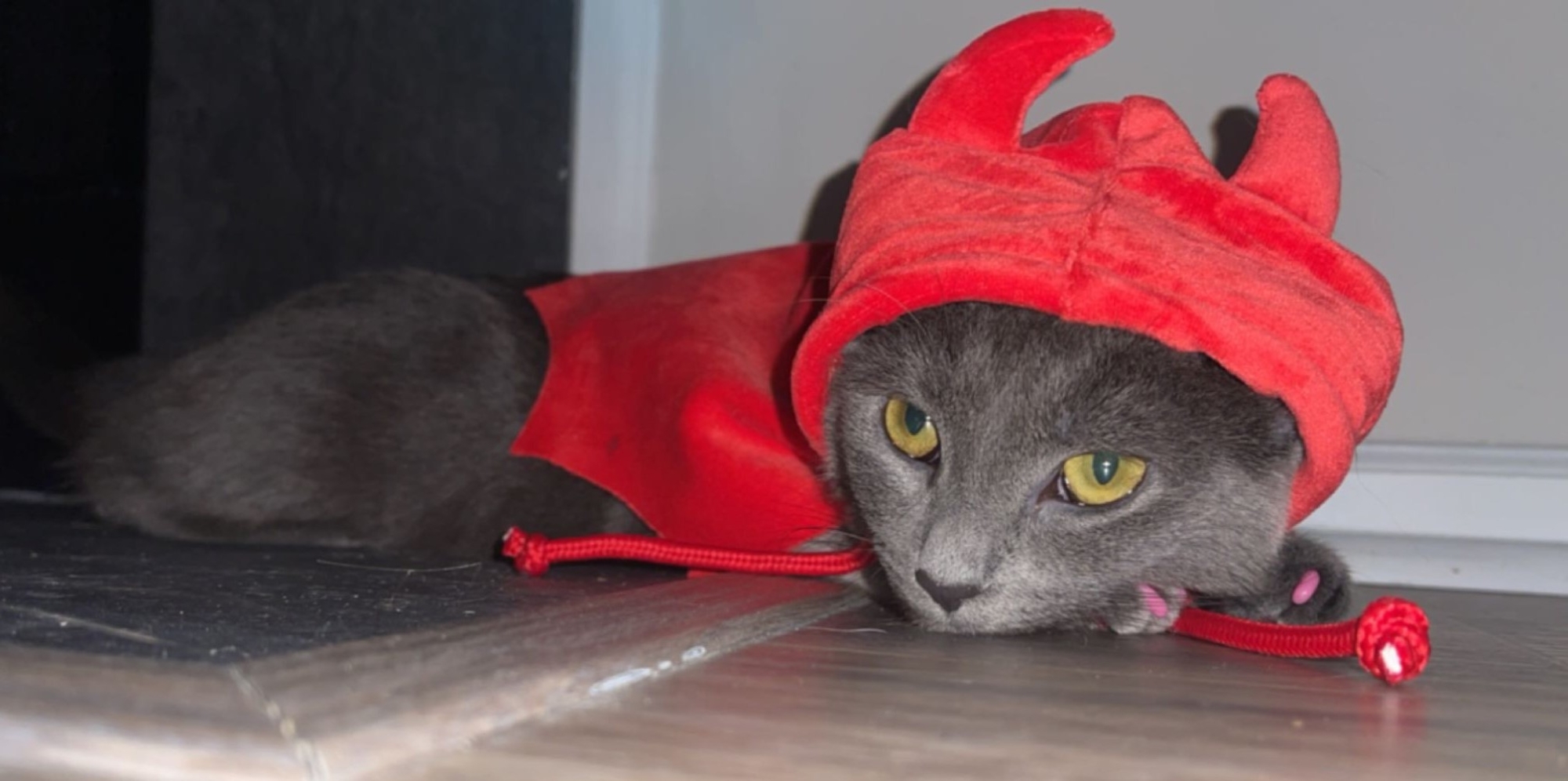 Cat dressed as a devil.