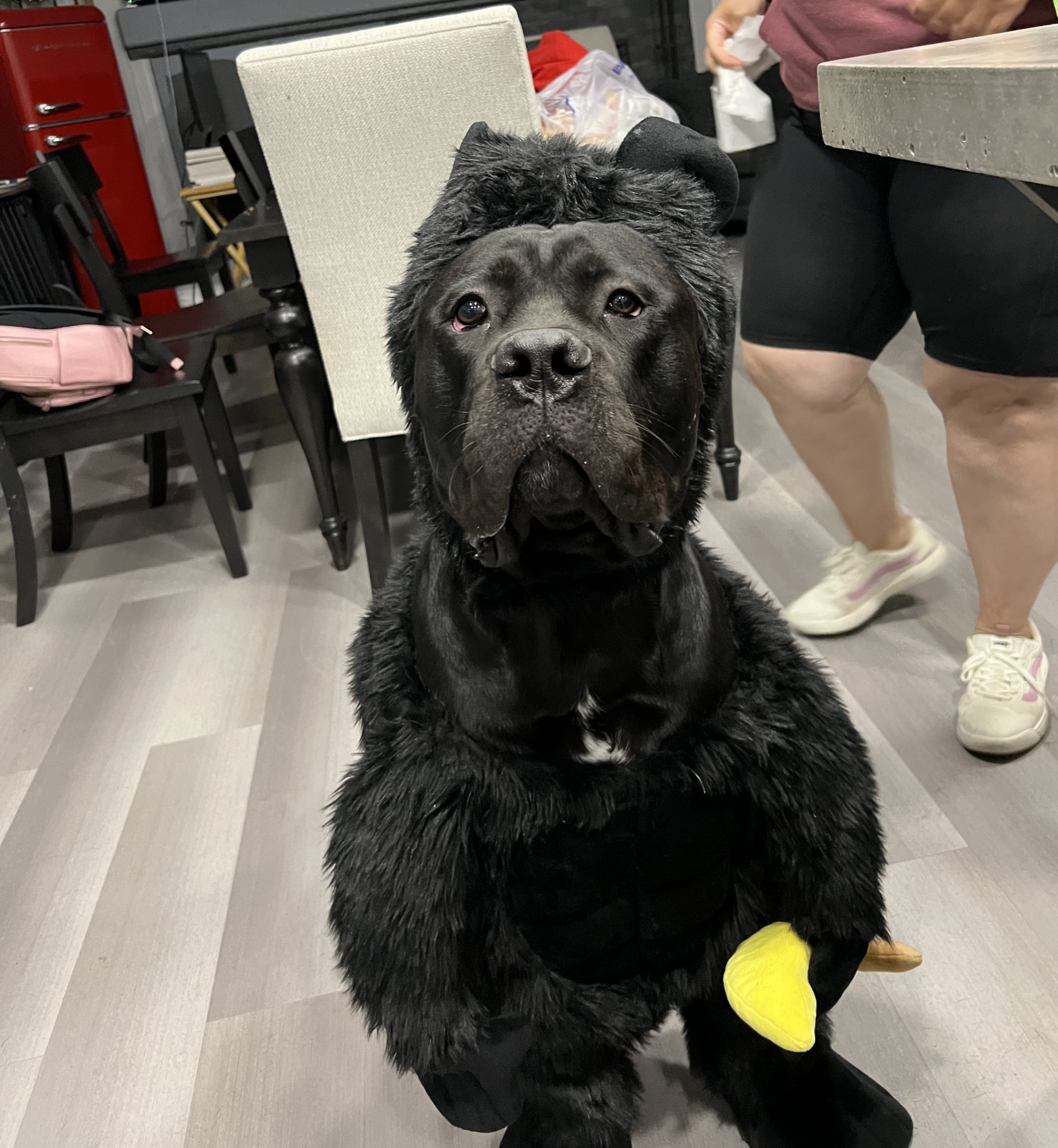 Dog dressed as a gorilla.