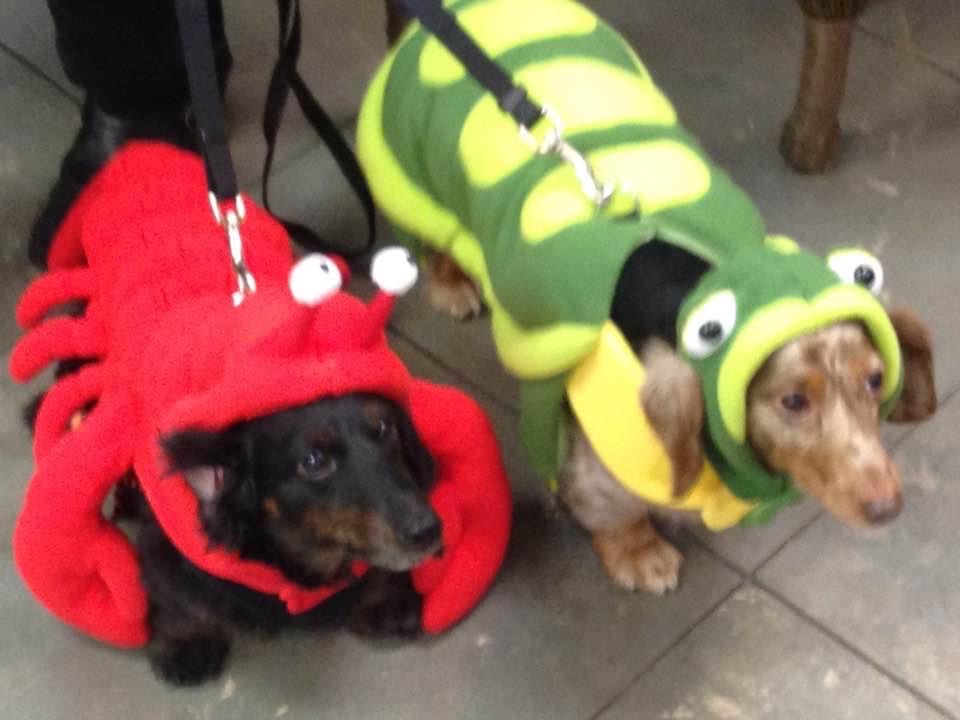 Dogs dressed in costumes.