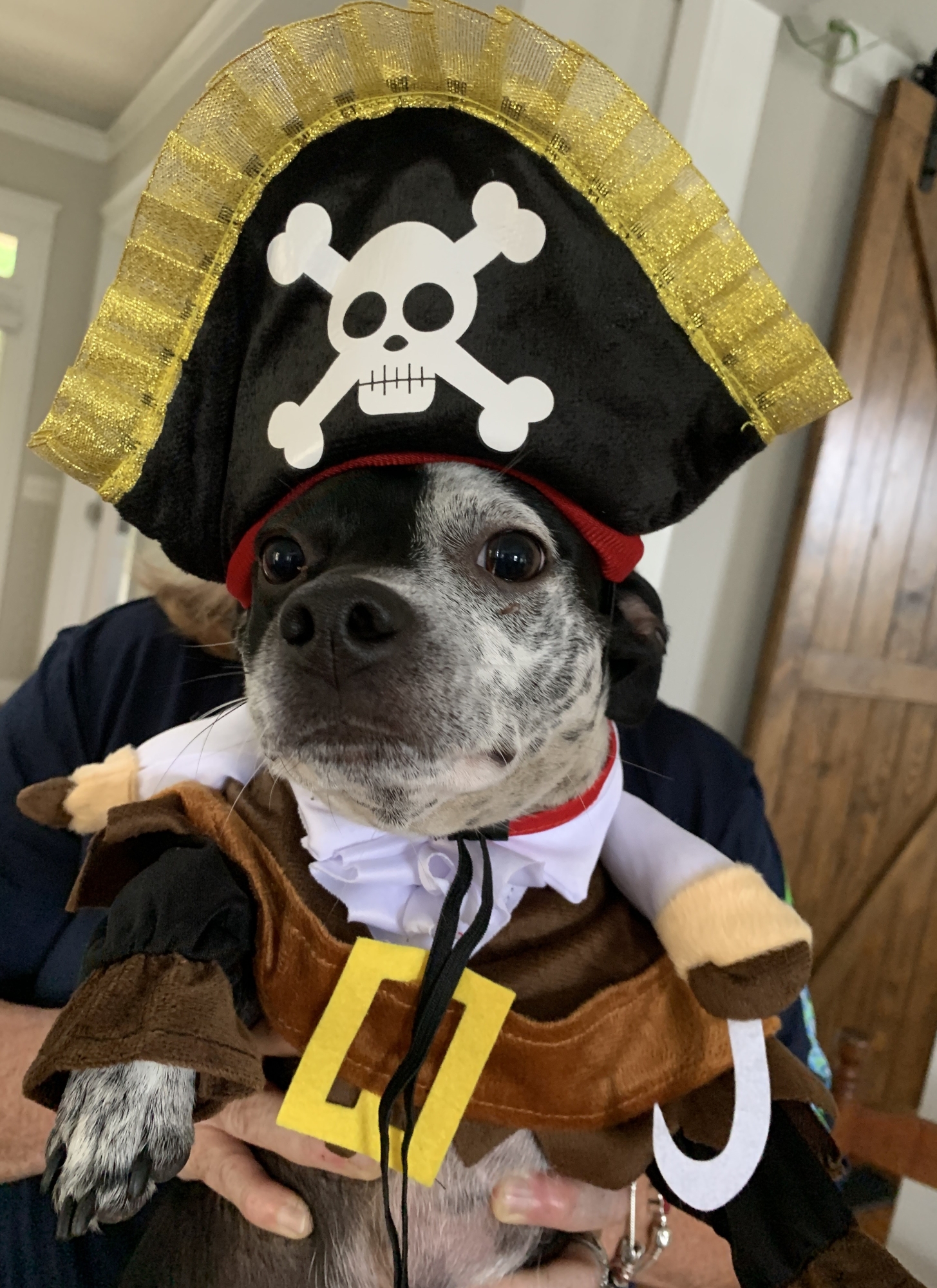 Dog dressed as a pirate.