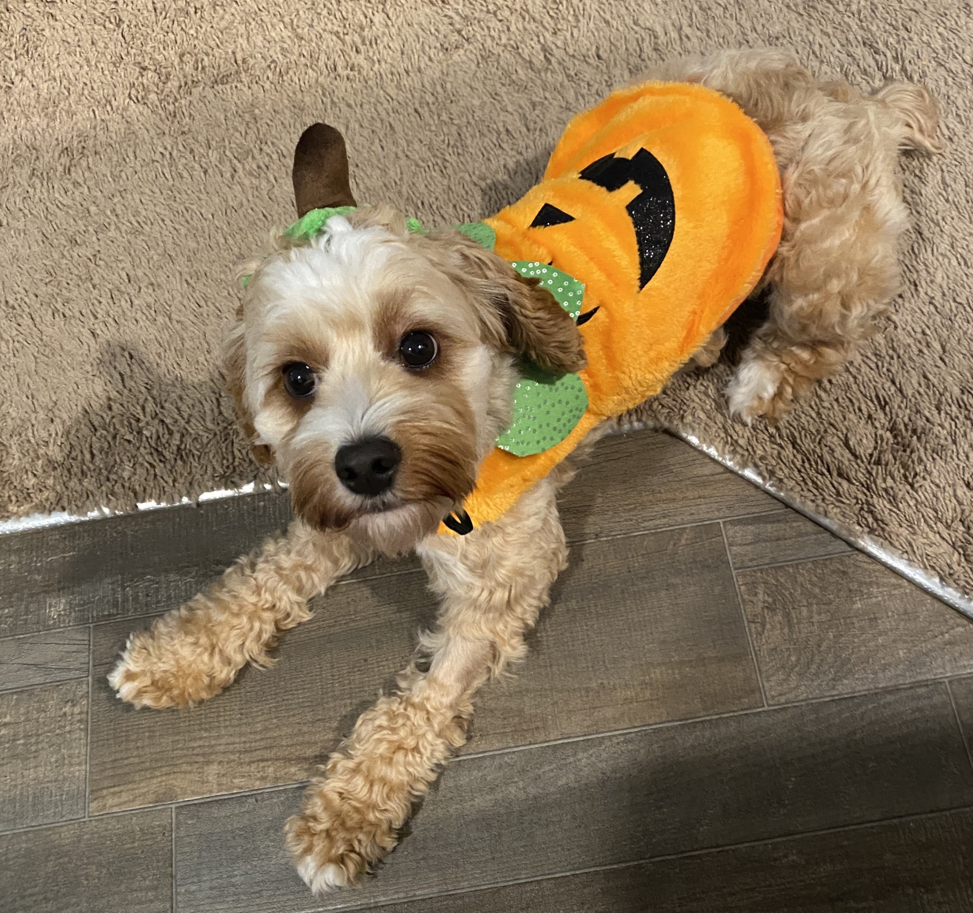 Dog dressed as a pumpkin.
