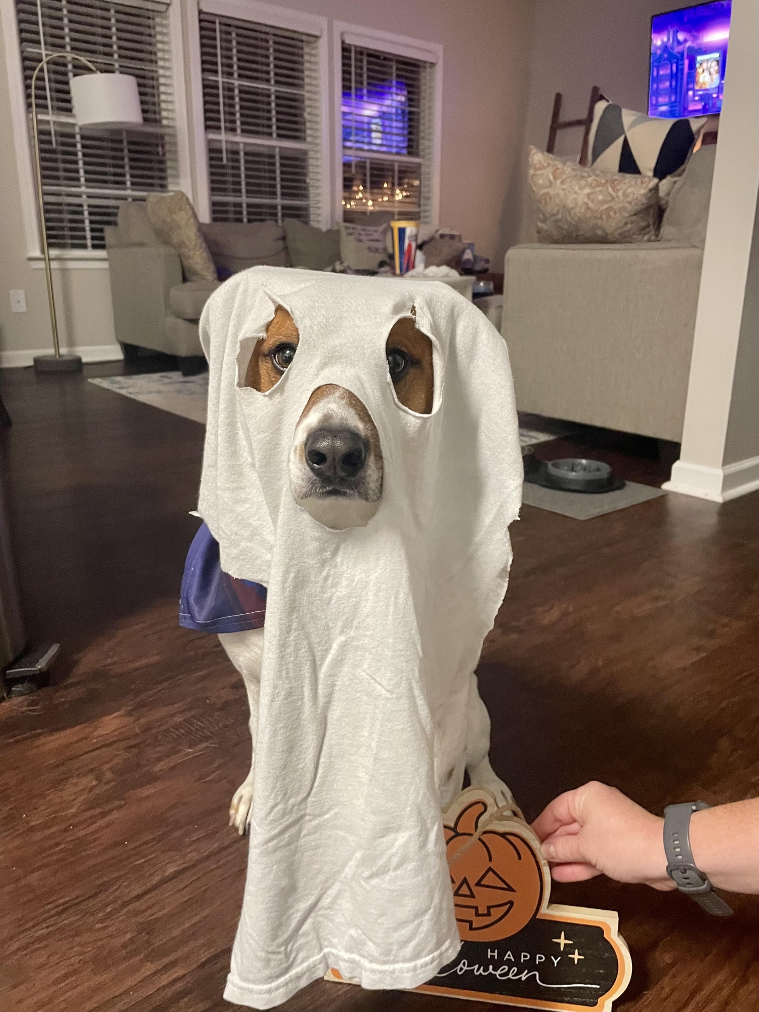 Dog dressed as a ghost.