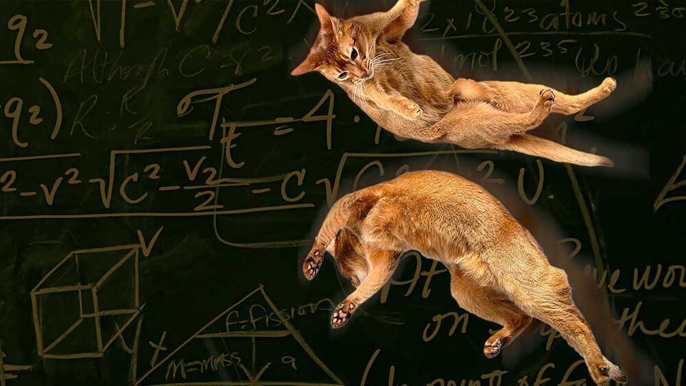 Cat math: The physics of falling felines