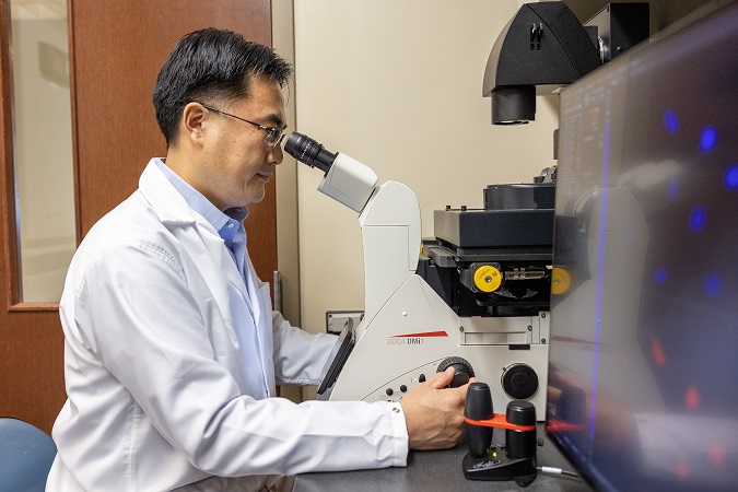 Shan Yan sits at a microscope in his lab