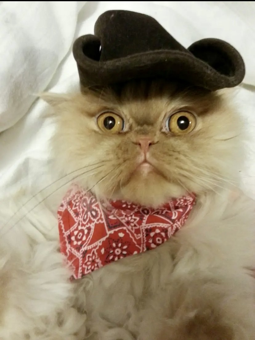 Cat dressed as a cowboy.