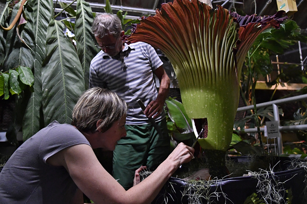 orchid curator Mary Duke and retired orchid curator John Denti attempted hand pollination