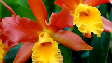 Cattleya orchids and other varieties on sale at Botanical Gardens
