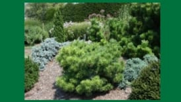 Botanical Gardens conifers