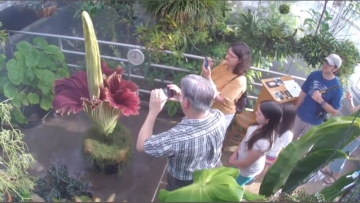 Visitors check out Odie the Titan Arum