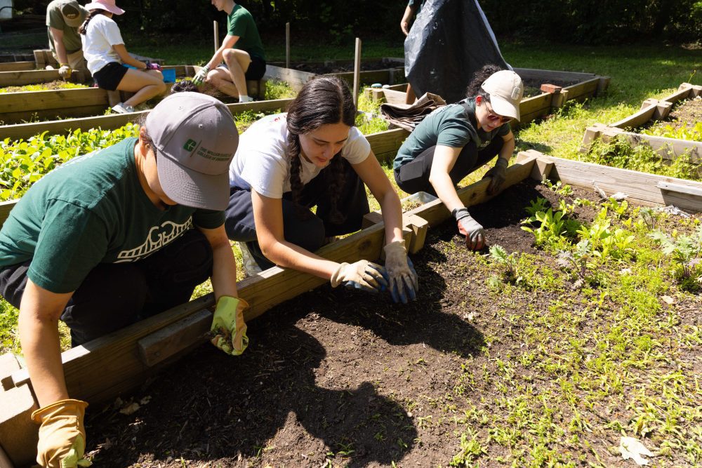 Seed planting during student garden day 
