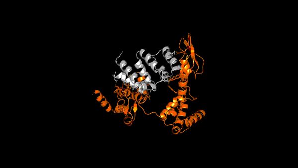 H5N1 Feature Image