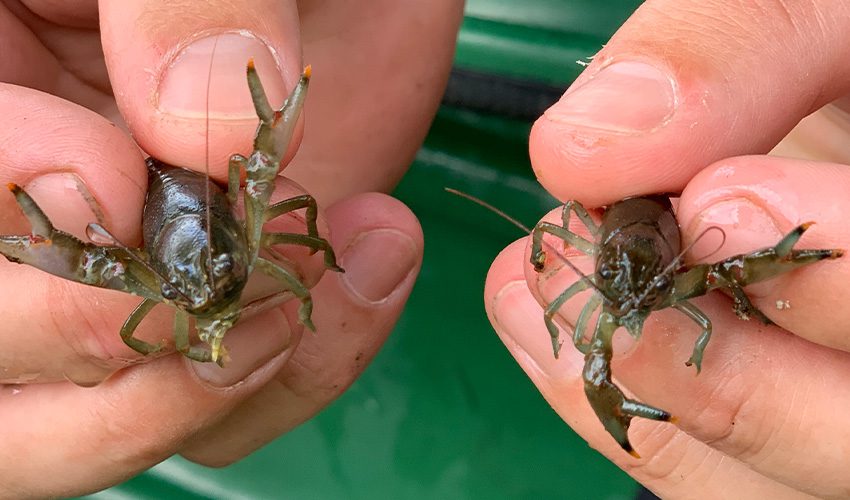 Andrew Goff holding crawfish