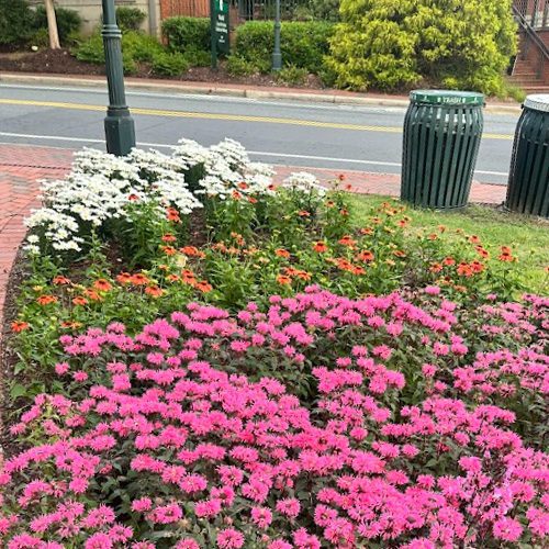 FM Flowers Bloom