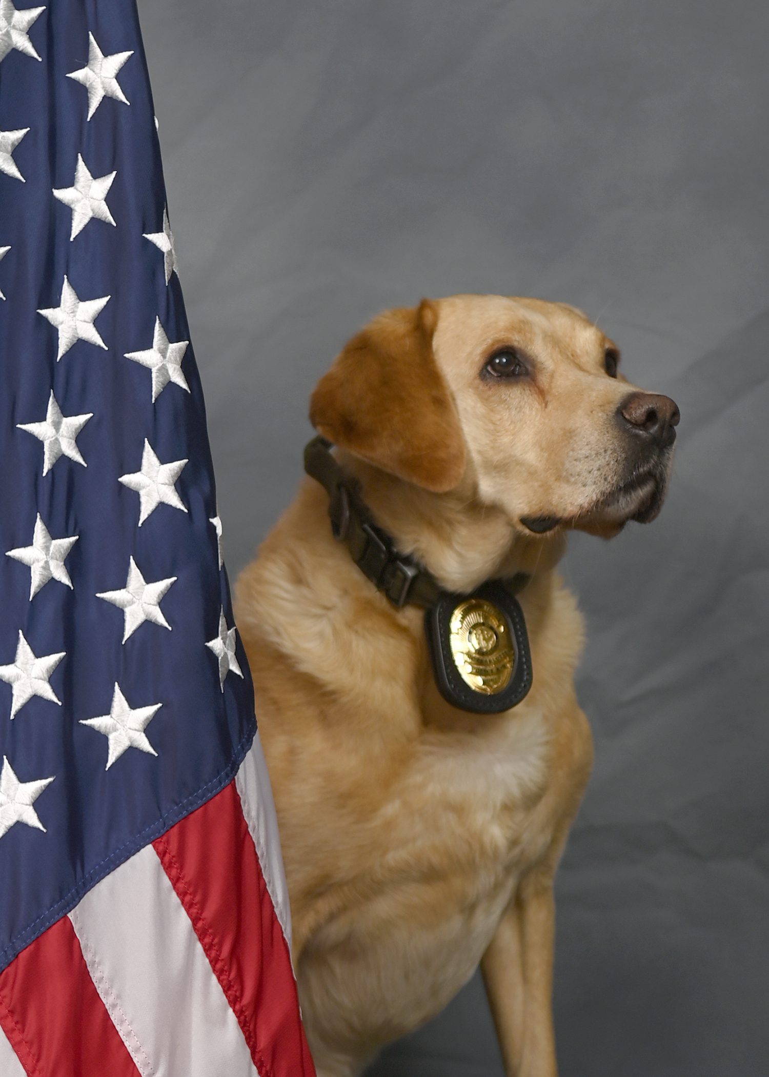 PPS_Barney_3312 A yellow Labrador Retriever wearing a badge on its collar sits in front of a gray backdrop next to an American flag.