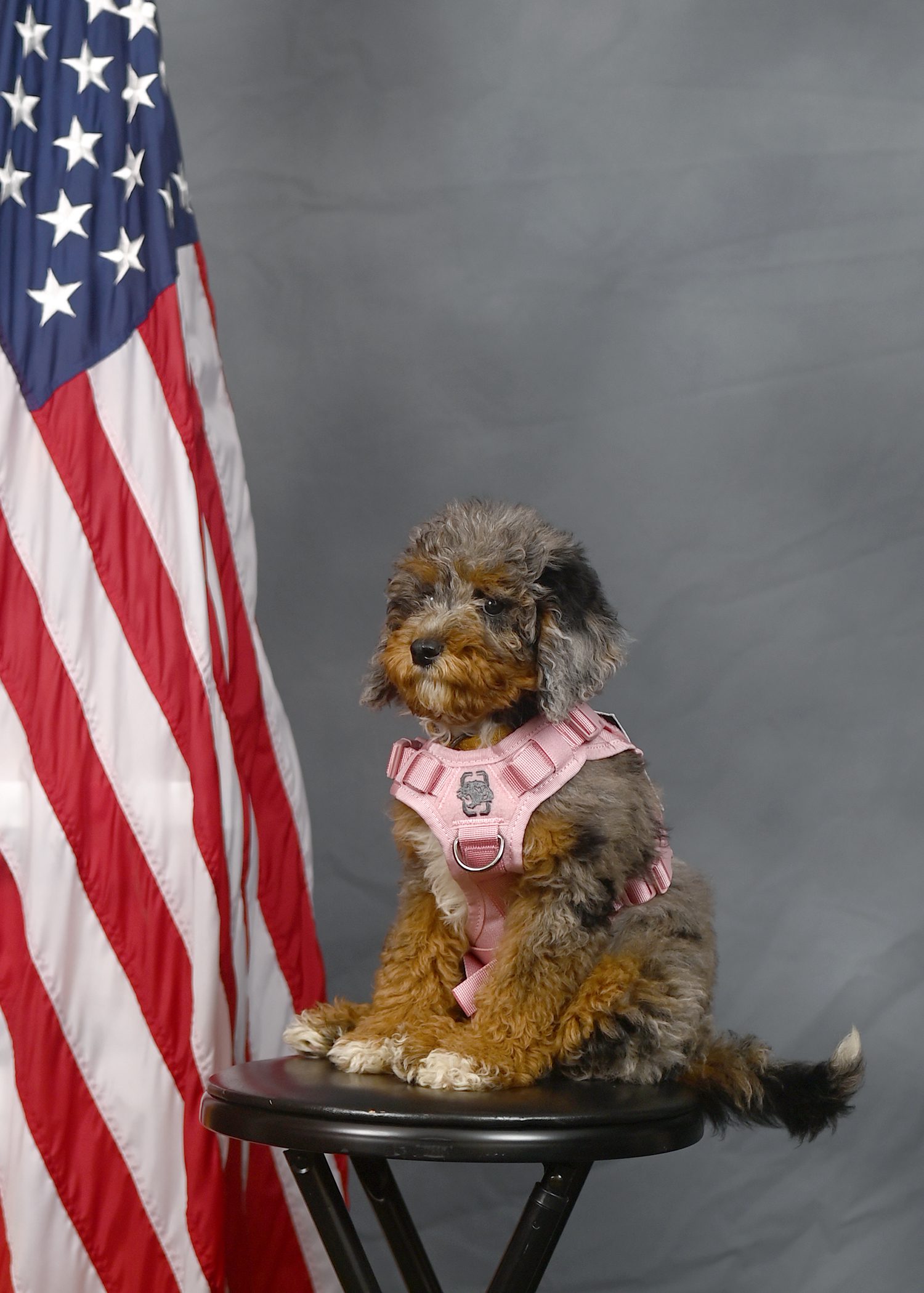 PPS_Charli_3341 A small curly-haired dog in a pink harness sits on a stool in front of a gray backdrop beside an American flag.