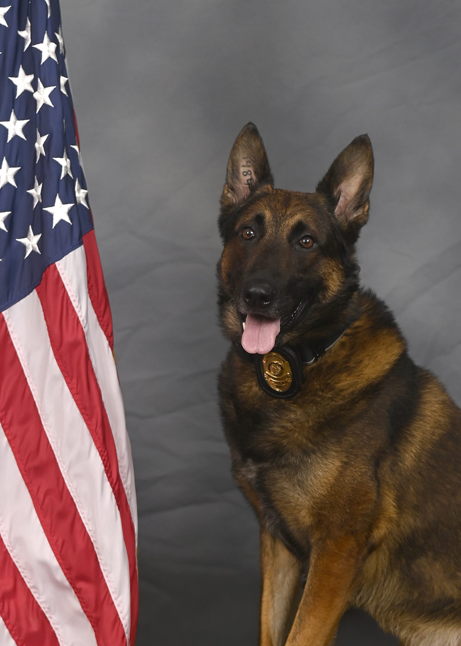 PPS_Dany_3365 A German Shepherd wearing a badge on its collar sits in front of a gray backdrop beside an American flag, tongue out.