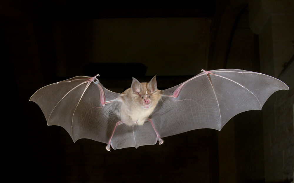 Bat