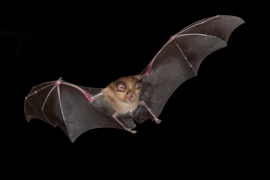 Bat A brown bat flies with its large, dark, translucent wings fully extended against a solid black background. Its pointed ears, small face, and delicate wing membranes are clearly visible.