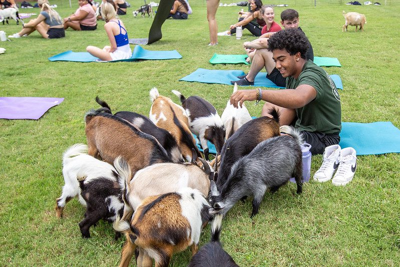 Photo of Niner and goats