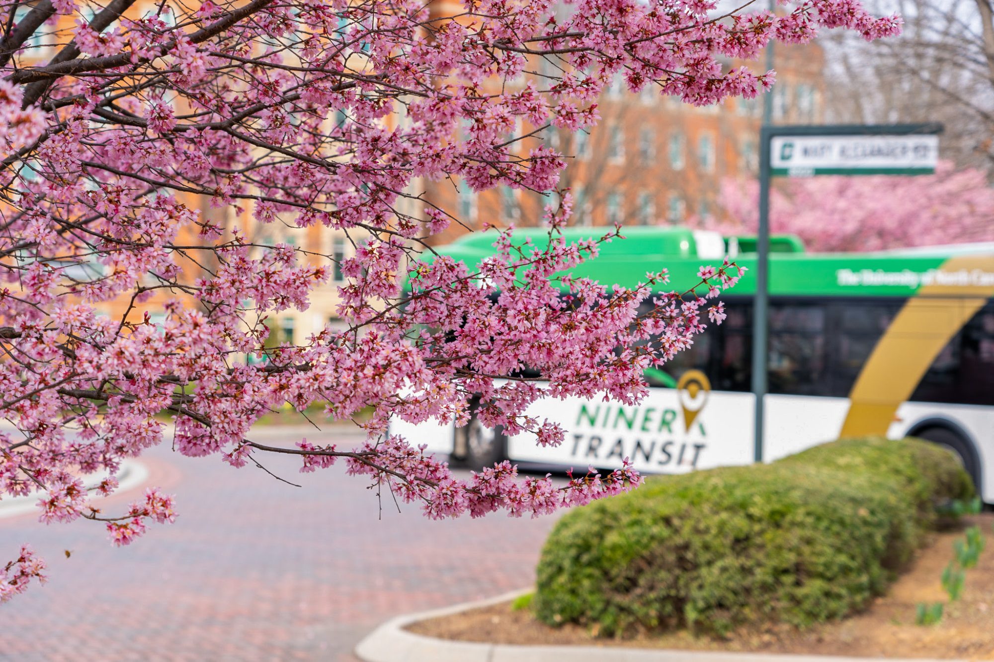 Trees blooming on campus