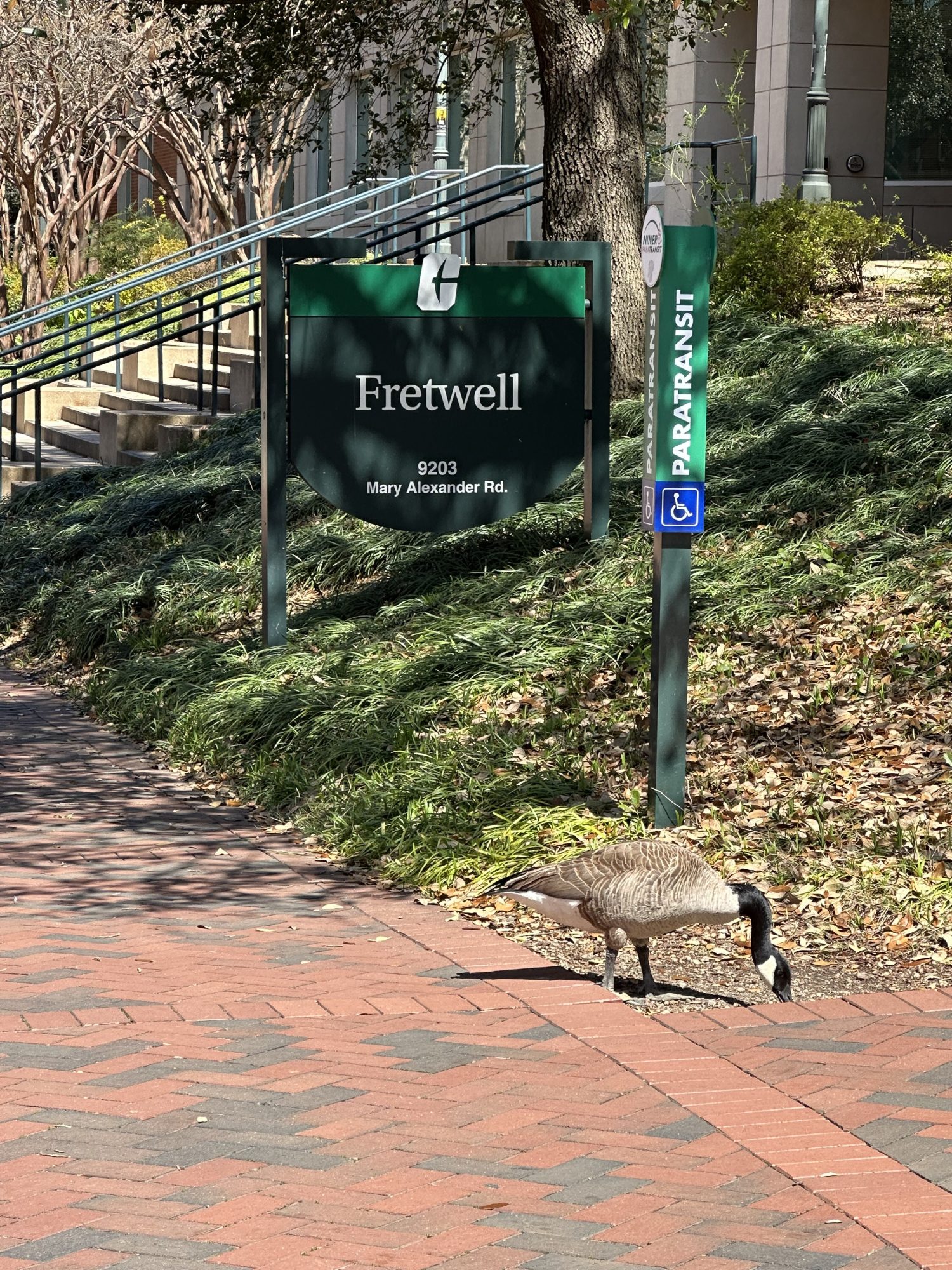 Geese on campus