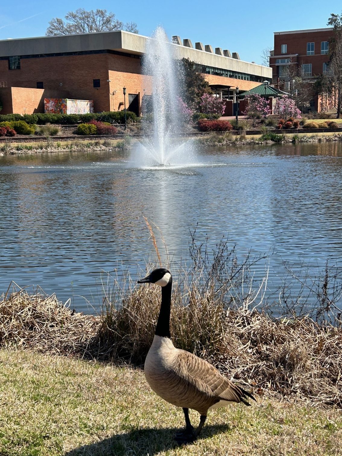 Geese at the lake