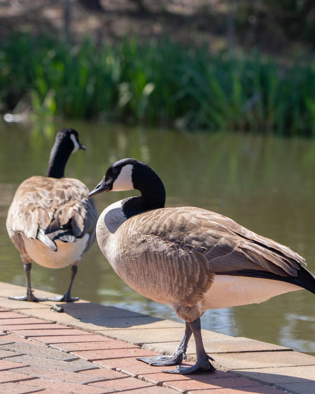 Geese on campus