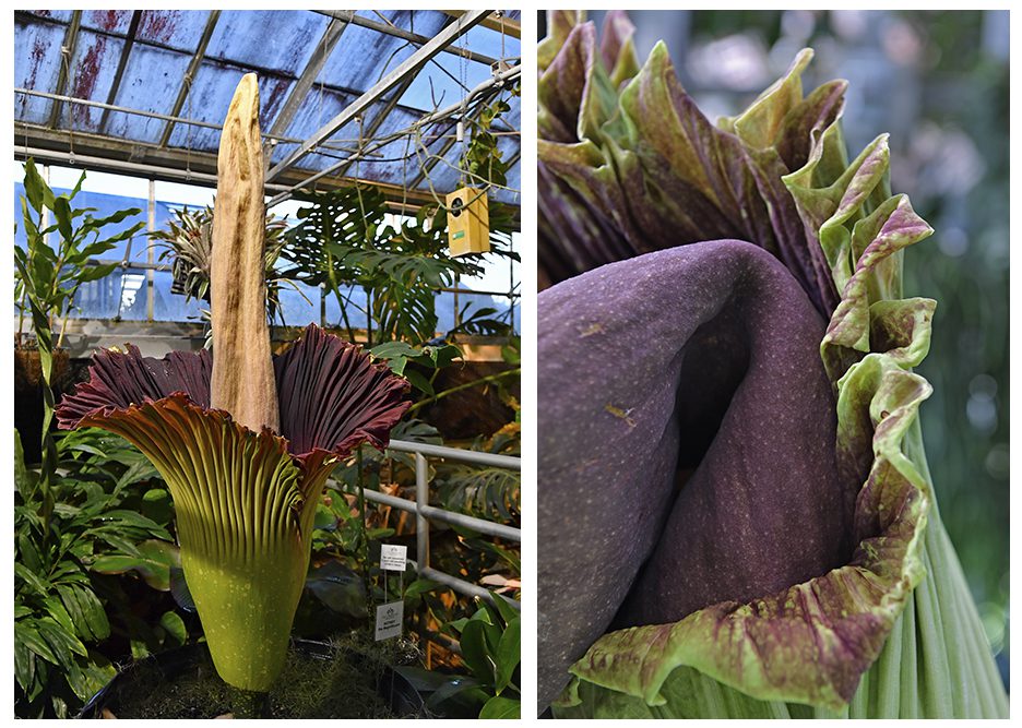 (left) Rotney in 2018 with a straight spadix; (right) Rotney preparing to bloom in 2020