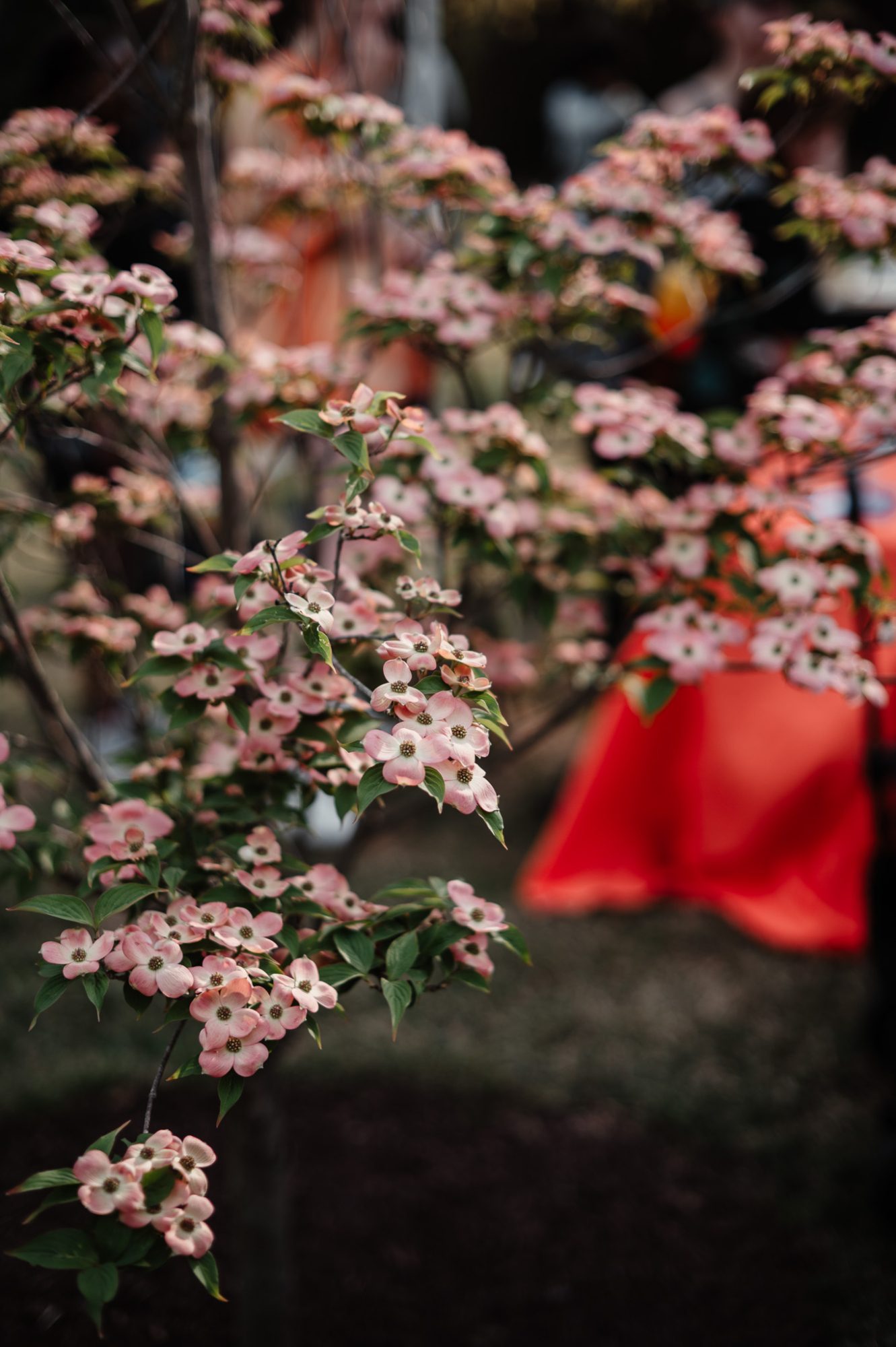 Photo of campus flowers