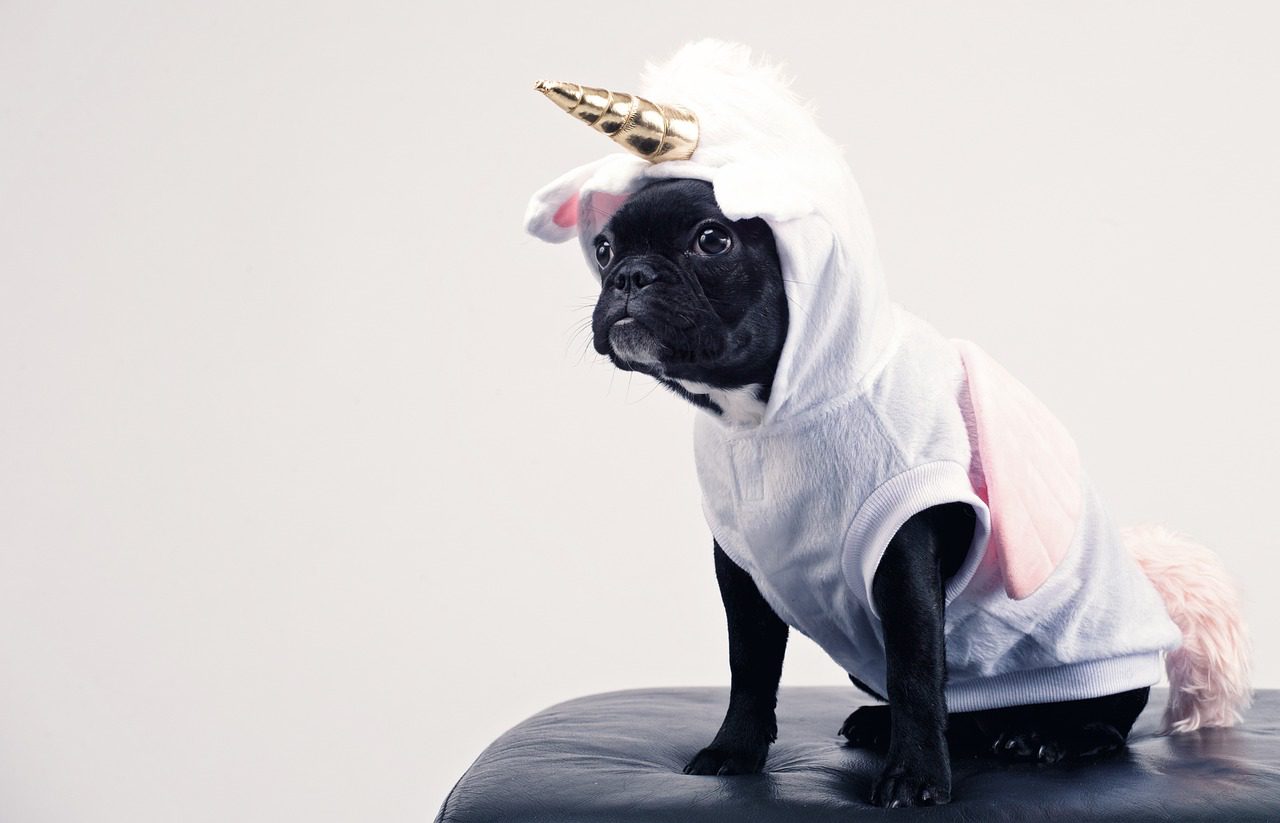 Pug in a unicorn outfit