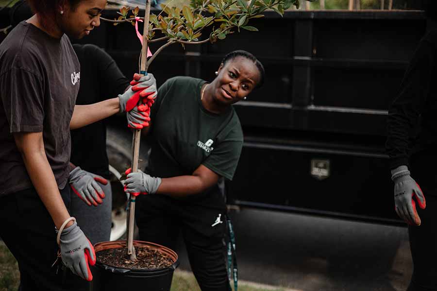 tree planting