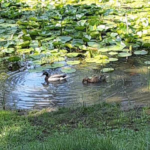 Ducks on Davis Pond