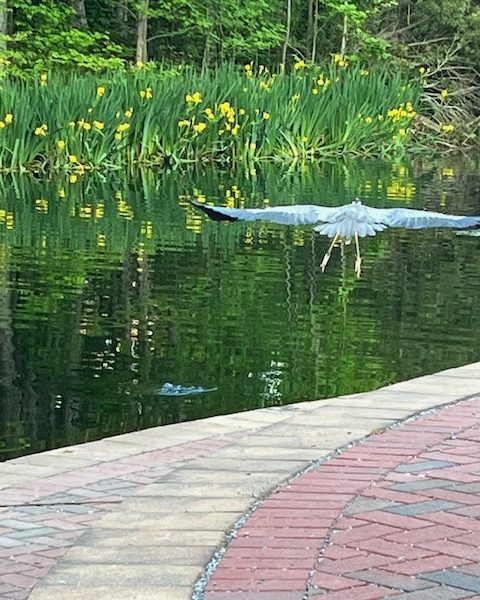 Heron on campus