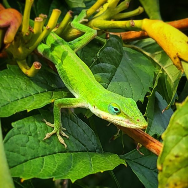 Lizard on campus