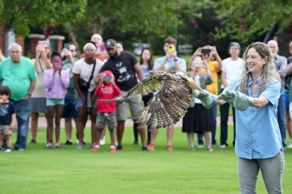 Carolina Rapture Center red-tail hawk launch