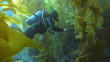 Marek Ranis diving in a kelp forest