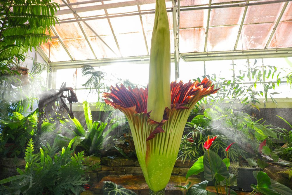 Corpse Flower Cadavera 