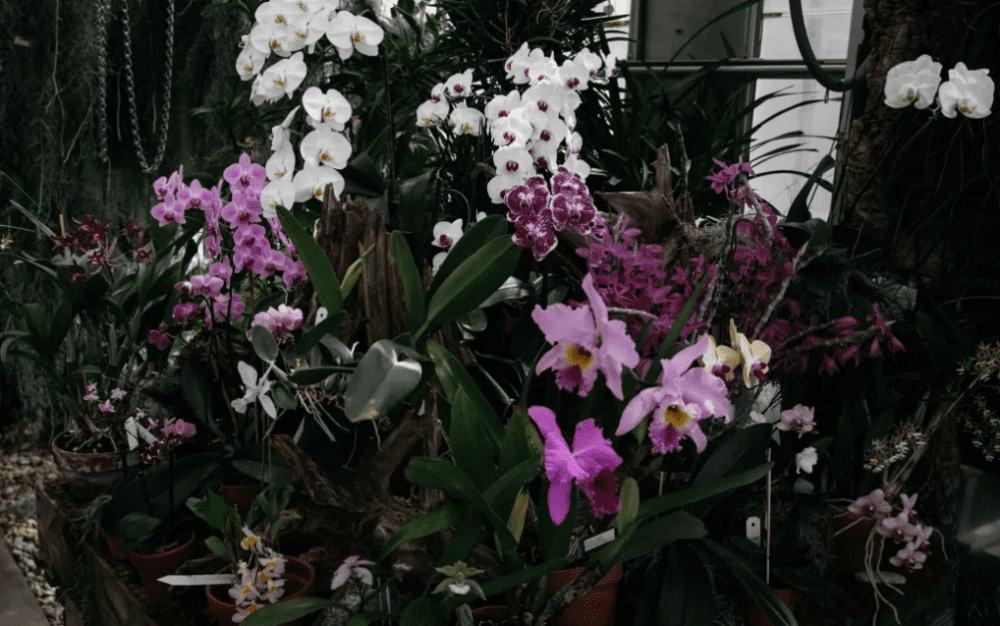 Pink, purple and white orchids at UNC Charlotte Botanical Gardens