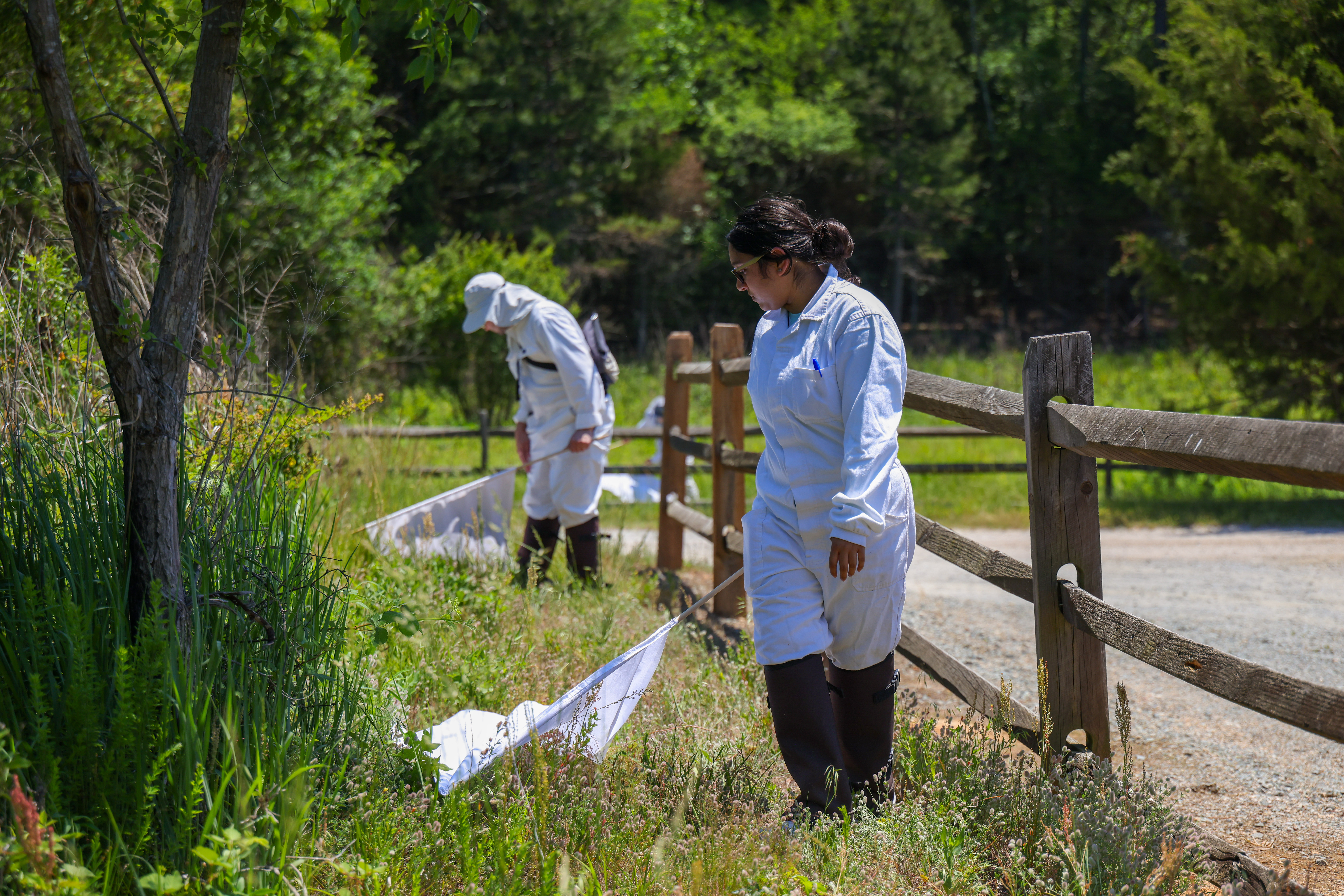 Students in white tick-proof gear flag ticks in a patch of thick grass by a road