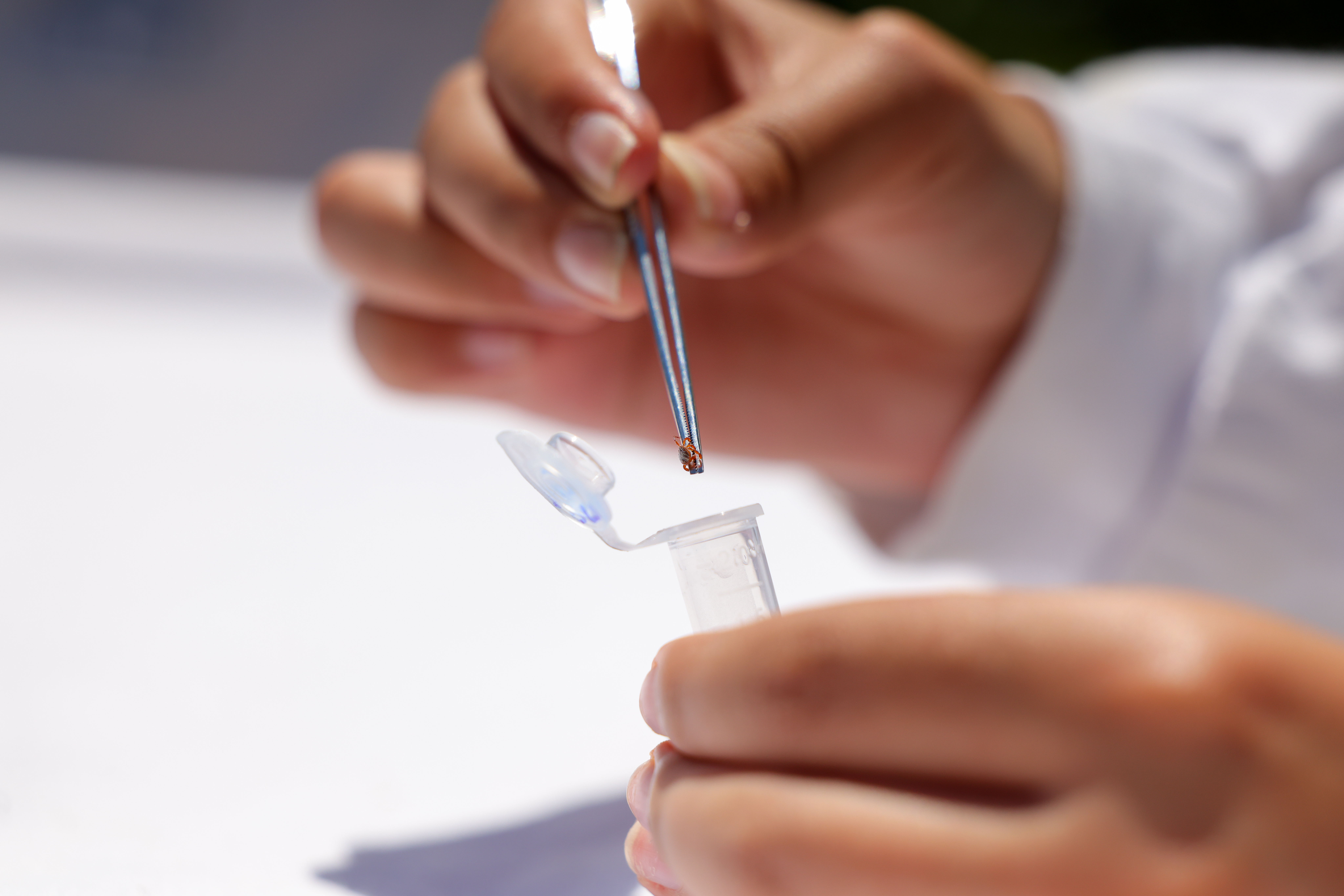 Tick hunter carefully transfers a tick into a test tube with tweezers.