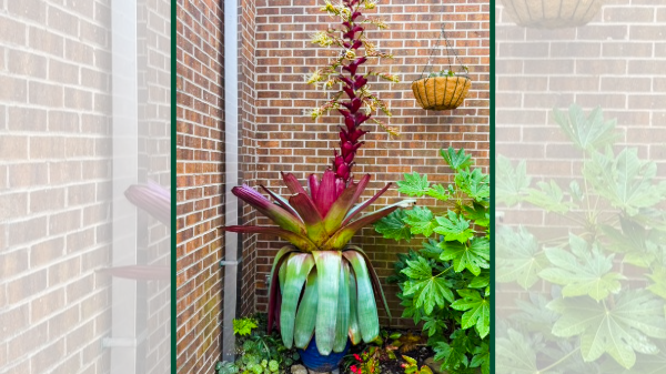 Dolly the Bromeliad flower