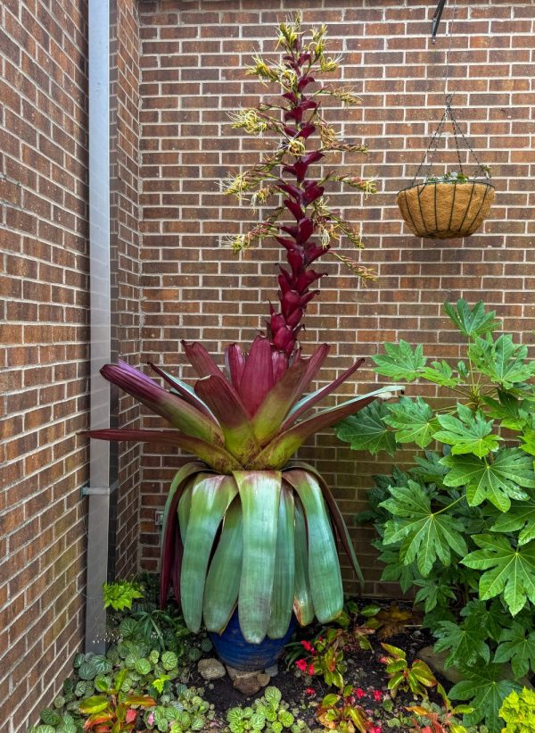 Dolly the Bromeliad at UNC Charlotte Botanical Gardens
